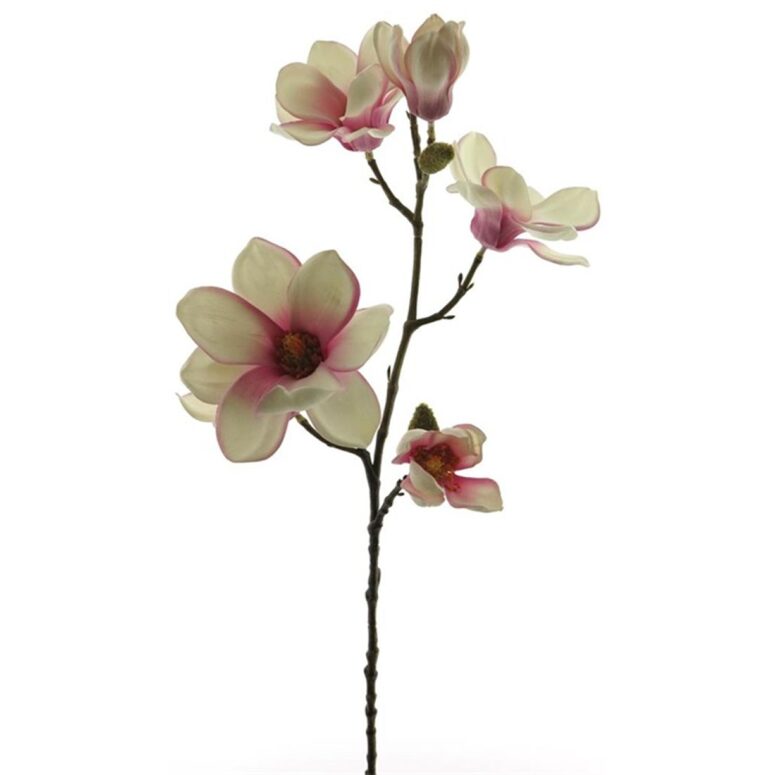 Aste Magnolia Rosa 65cm - Homeblooms %